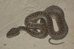 Protobothrops xiangchengensis