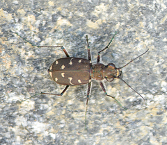 Cicindela duodecimguttata