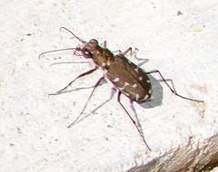 Cicindela duodecimguttata