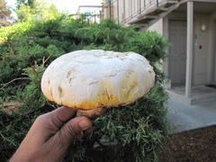 Neolentinus ponderosus