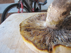 Neolentinus ponderosus