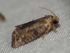 Acrolophus piger