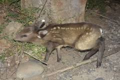 Elaphodus cephalophus