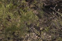 Melaleuca radula