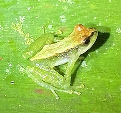 Pristimantinae