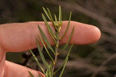 Melaleuca radula