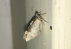 Xanthorhoe fluctuata