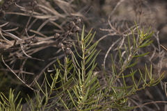 Melaleuca radula