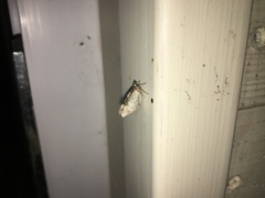 Xanthorhoe fluctuata