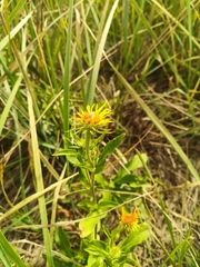 Pentanema britannica