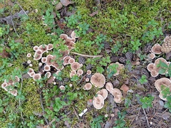 Phellodon tomentosus