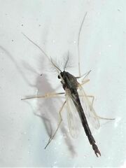 Polypedilum nubiferum