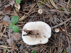 Phellodon tomentosus