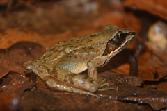 Rana chaochiaoensis