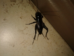 Gryllus pennsylvanicus