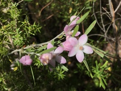 Eriostemon australasius