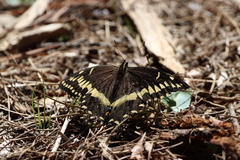 Papilio palamedes