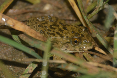 Hoplobatrachus chinensis