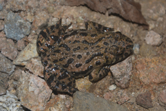 Bombina orientalis
