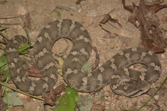 Gloydius changdaoensis