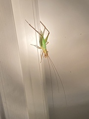 Oecanthus pini