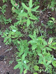 Rhododendron canadense