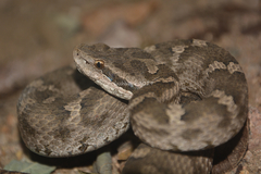 Gloydius changdaoensis