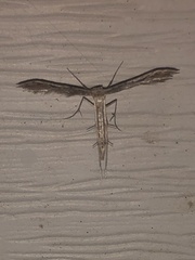 Pselnophorus