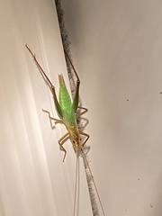 Oecanthus pini