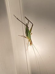 Oecanthus pini