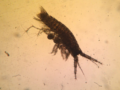 Corophiidae