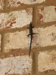 Plestiodon fasciatus