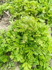 Artemisia annua