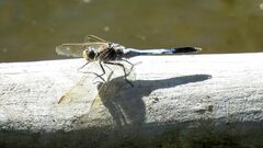 Orthetrum caledonicum