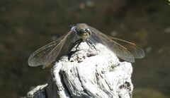 Orthetrum caledonicum