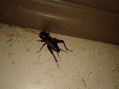 Gryllus pennsylvanicus