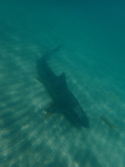 Triakis semifasciata