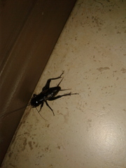 Gryllus pennsylvanicus