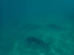Triakis semifasciata