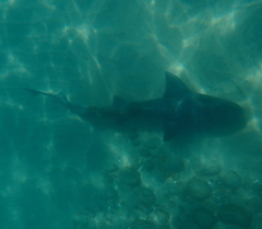 Triakis semifasciata