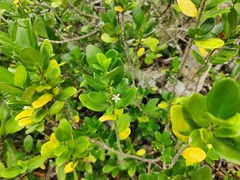 Cyclophyllum sessilifolium