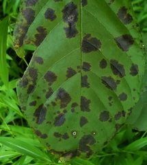Diplocarpon