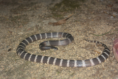 Bungarus multicinctus