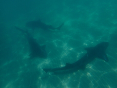 Triakis semifasciata