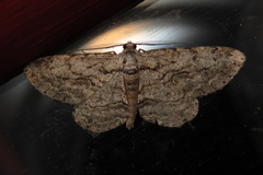 Anavitrinella pampinaria