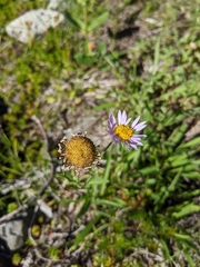 Erigeron glacialis