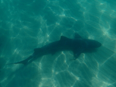 Triakis semifasciata