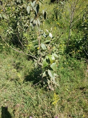 Populus balsamifera