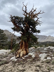 Pinus balfouriana