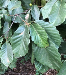 Quercus montana